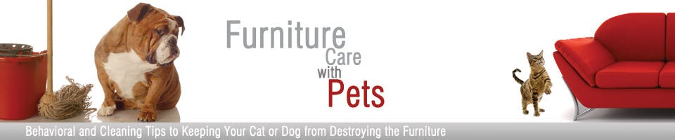 Furniture Care With Pets